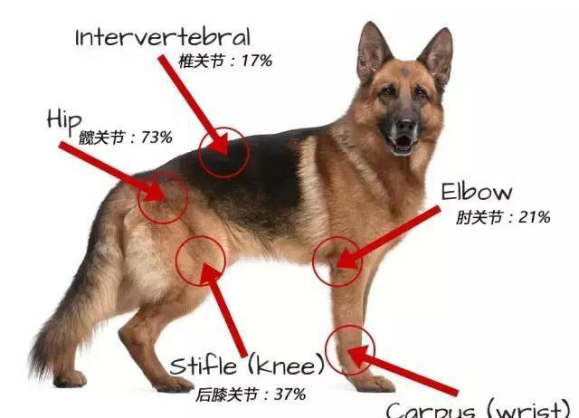 立即行动 别等狗狗关节炎才后悔