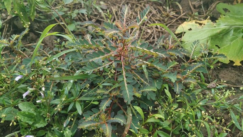 农村这种野草叫"龙珠草",叶子形似羽毛,殊不知它是治病良药