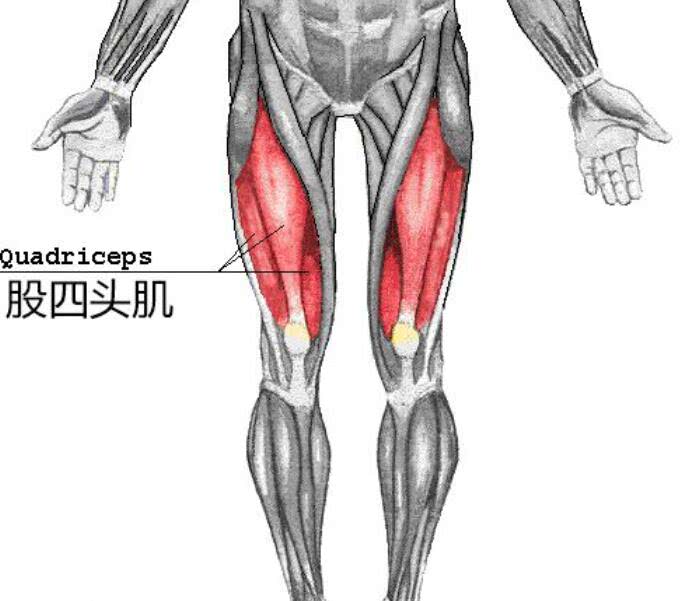 股四头肌肌腱炎位置图图片