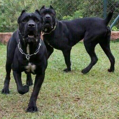 卡斯罗犬和罗威纳犬,谁才是最佳护卫犬?