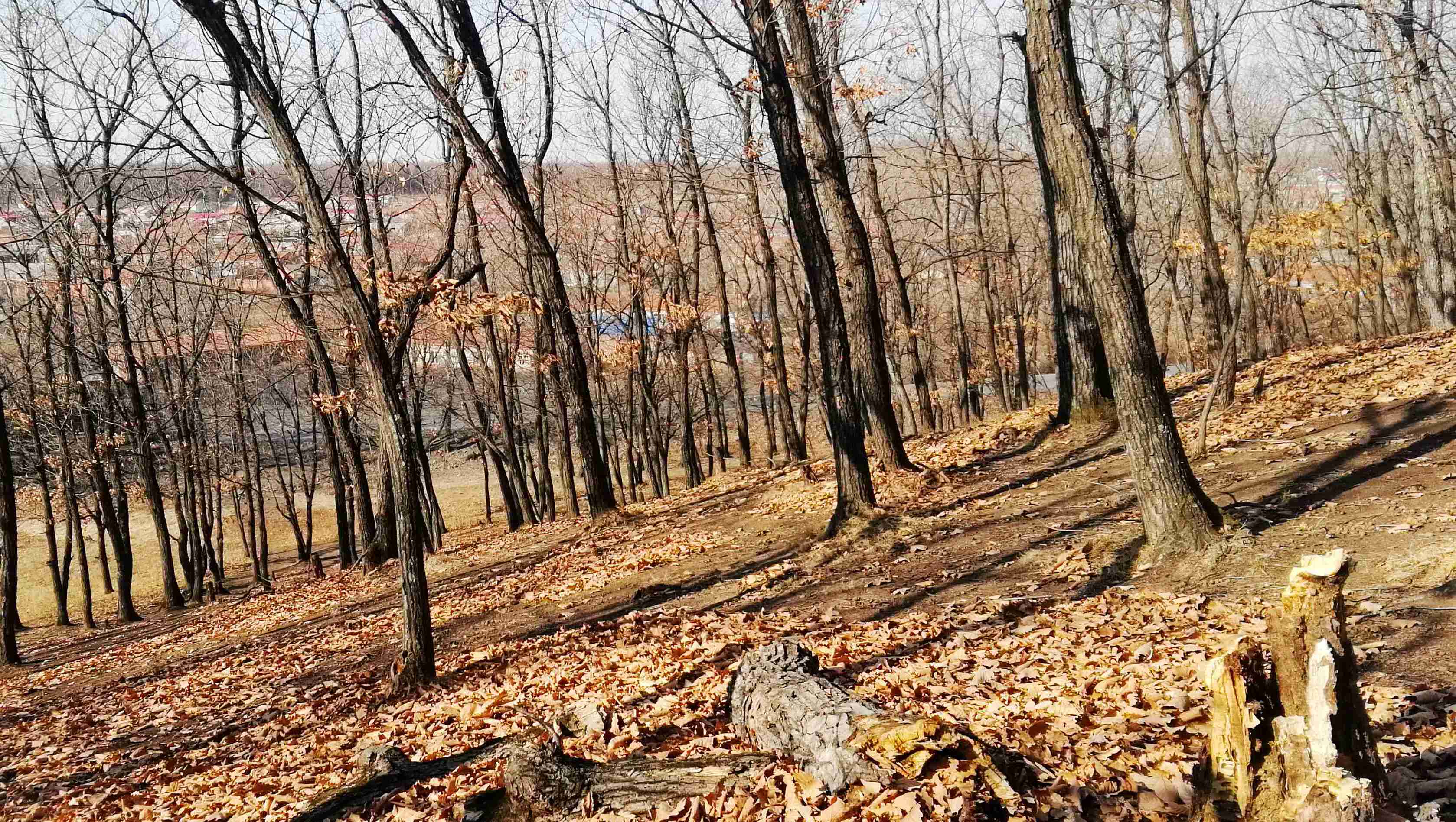 东北有酒有故事的小树林