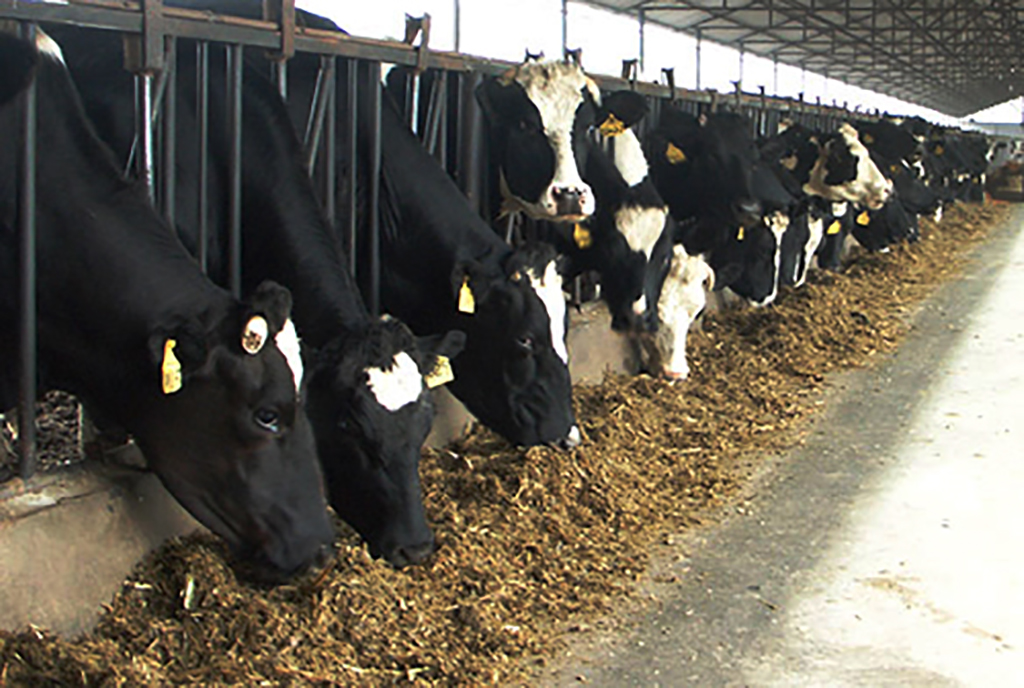 想让牛长得够健壮,好的饲料不能少,教你如何怎样挑选好饲料