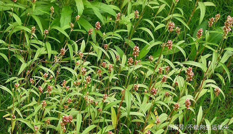 它比辣椒还辣被称为辣椒草,常常被当做杂草,却是最好的酒曲材料