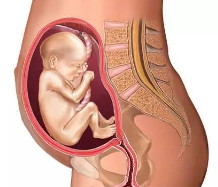 7个月胎儿缺氧孕妇表现(7个月胎儿缺氧孕妇表现有哪些)-第1张图片-鲸幼网