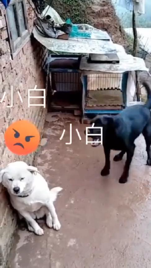 小白被栓起来了,小黑在一旁幸灾乐祸的样子真的超贱!