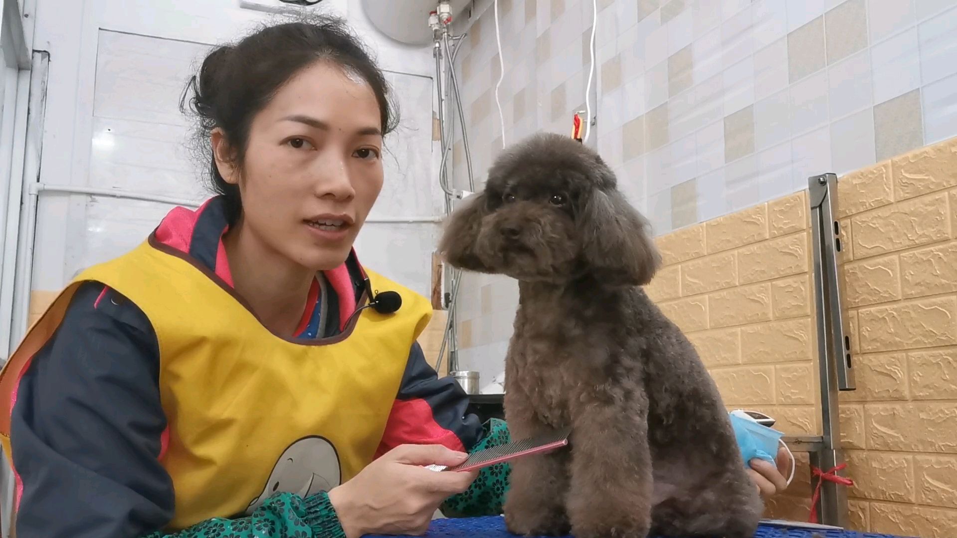 宠物店老板娘解释为什么狗狗去宠物店剪造型的时候这么乖