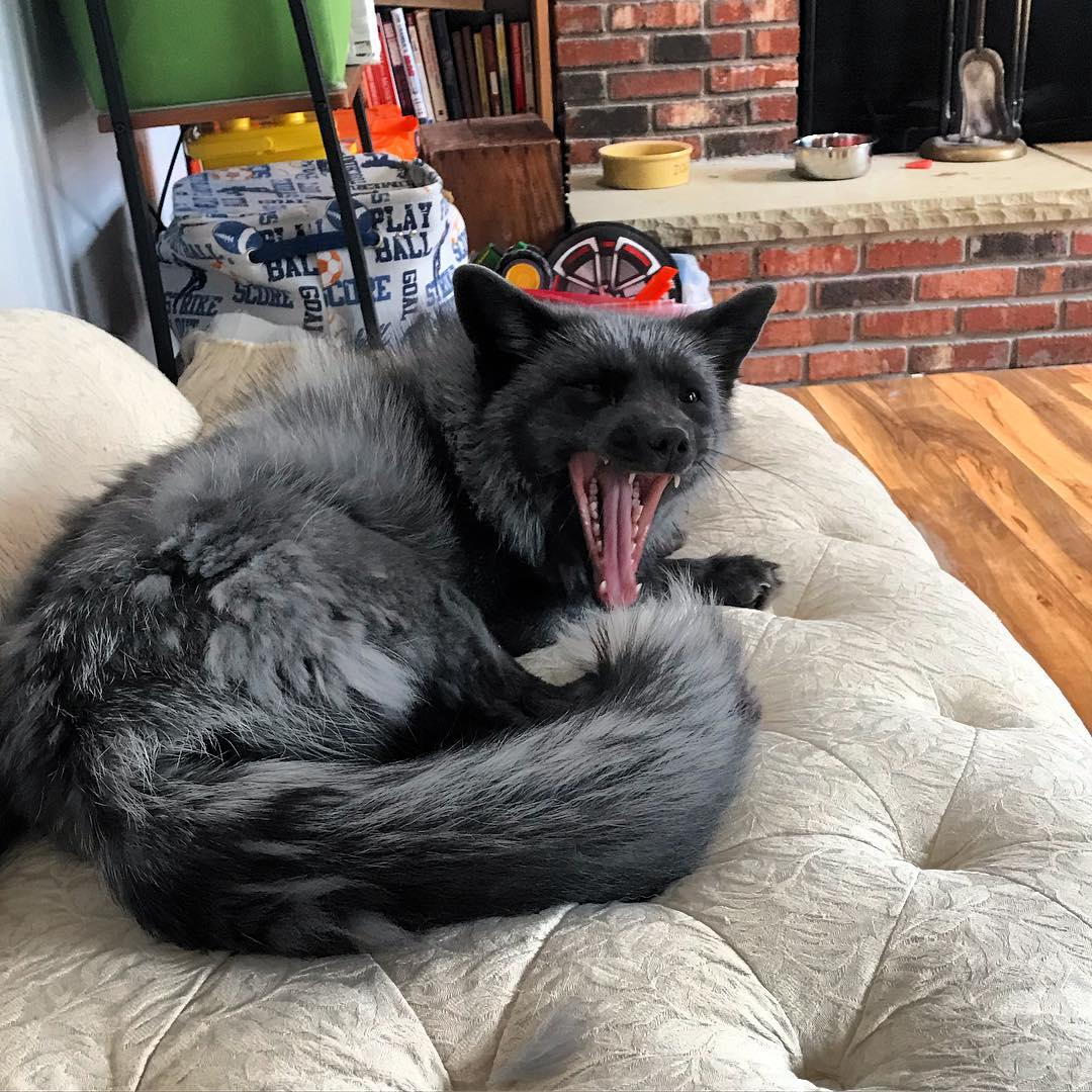 小黑狐差点变皮草!被救后被狗子拉扯大,又二又拆家简直被同化!