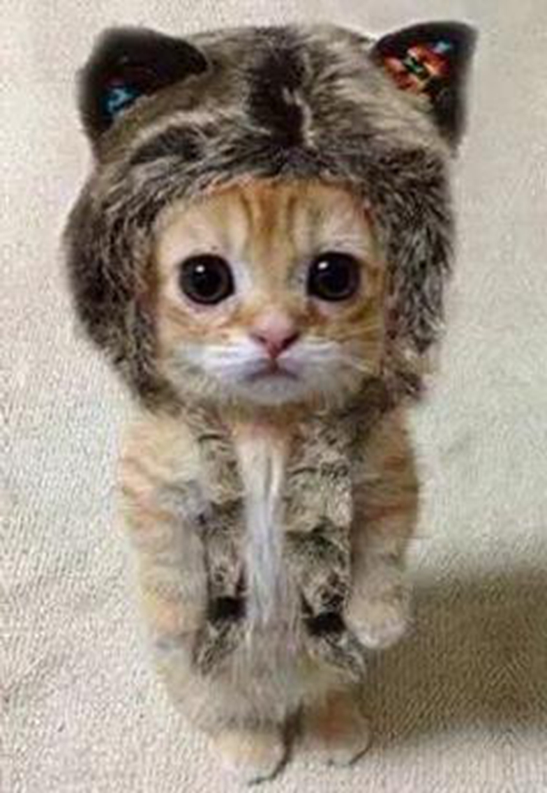 同样是给猫咪穿衣服,有的简直萌出血,有的让人哭笑不得