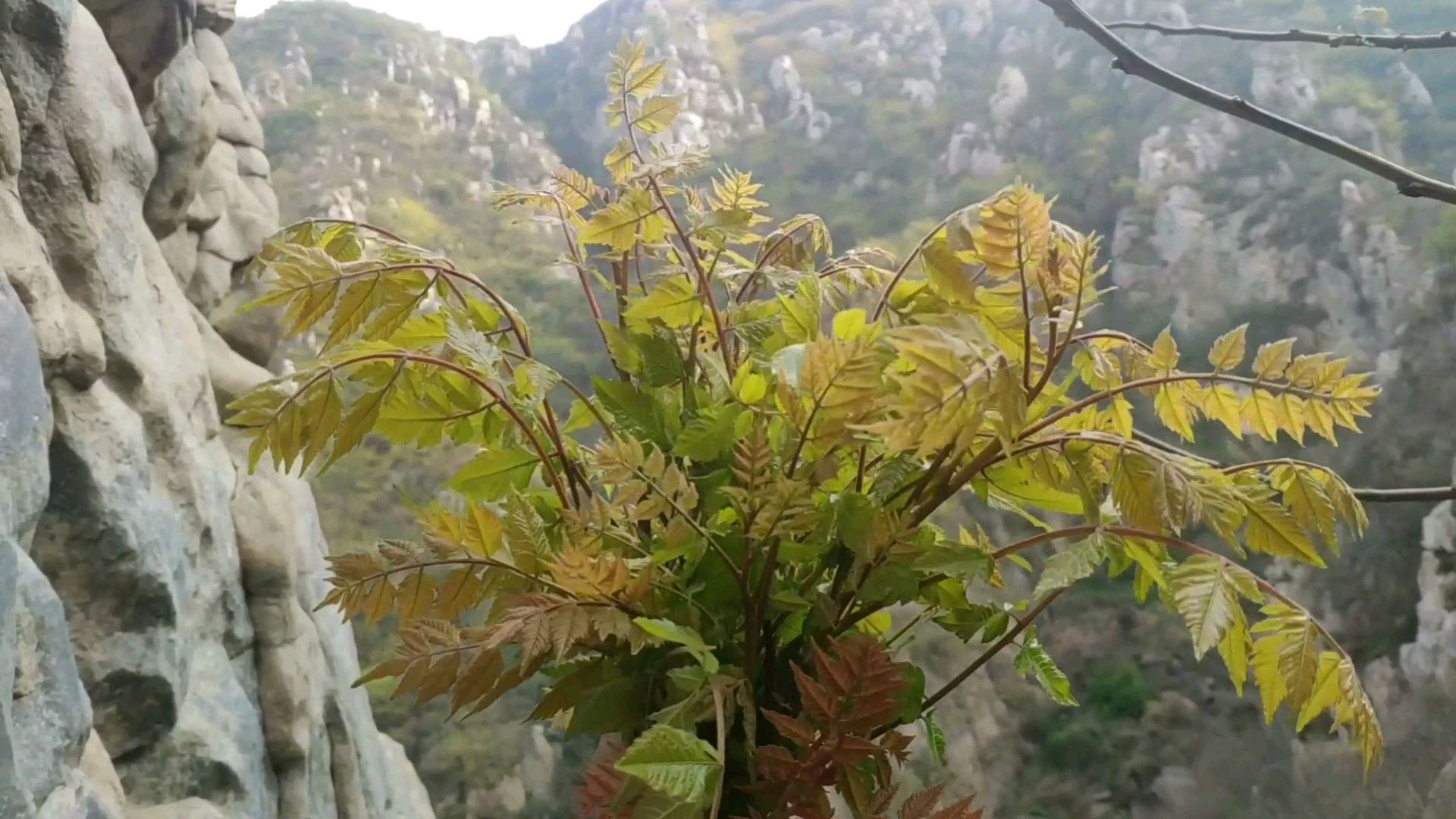 手脚并用爬上大山,就为了吃上这个堪称极品的野菜,你吃过吗