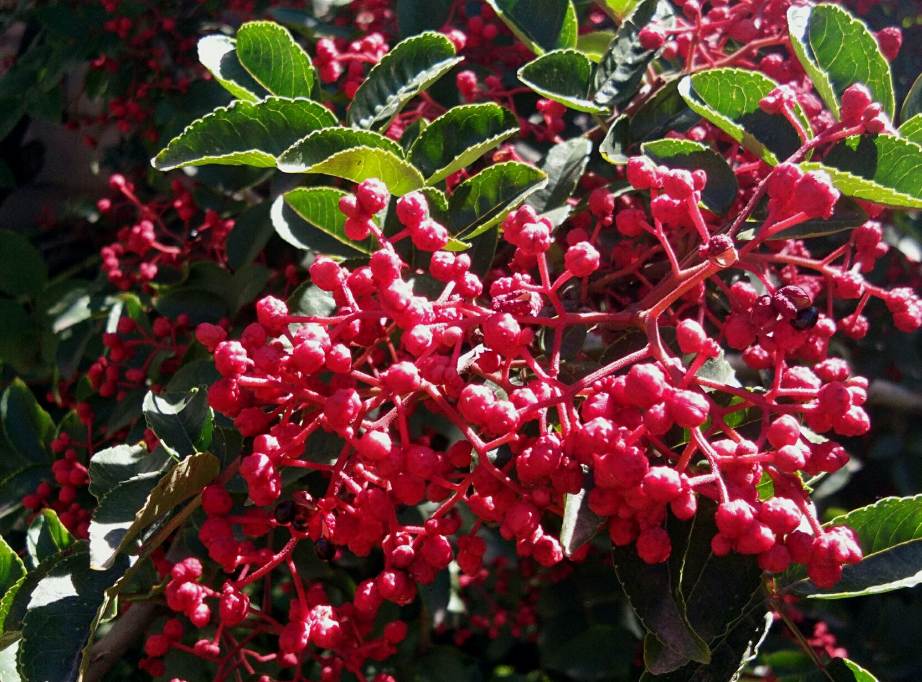 新鲜花椒 - 优质问答专区