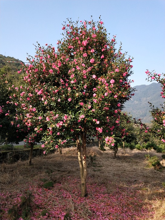 原生茶梅风景景观树