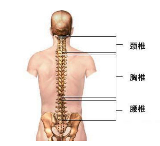 第一腰椎图片构造图解图片