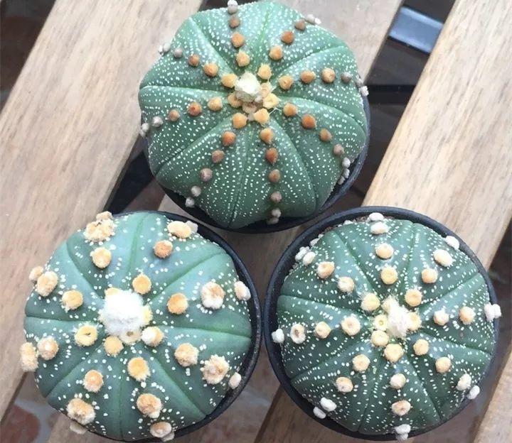 这5种多肉最"皮实",3月不浇水照样长,养它不操心!