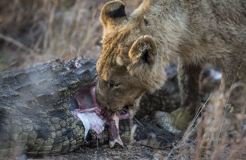南非母狮捕食鳄鱼 一口咬断猎物喉咙凶残至极