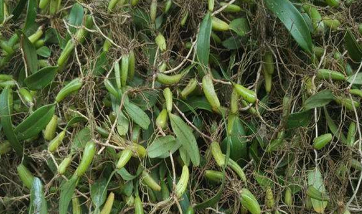 它全株都可入药,如今数量越来越少,市场价一斤600元年年涨!