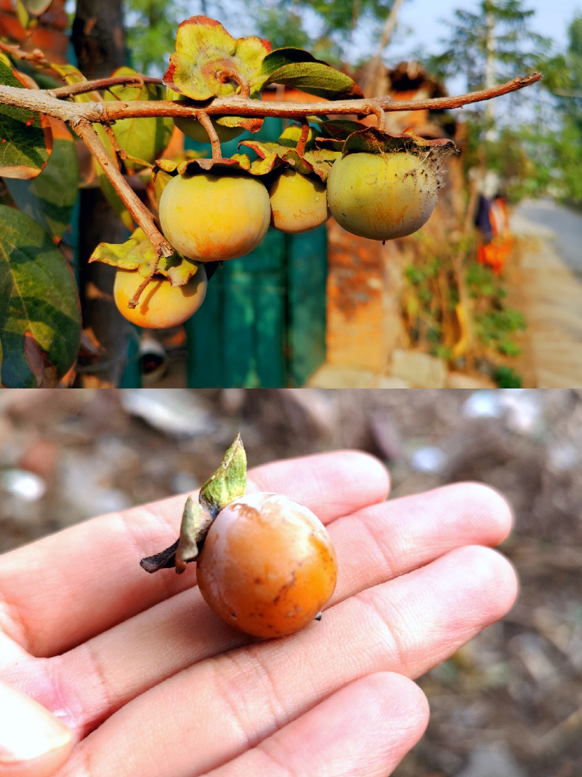 它叫黑枣不是枣,长得像柿子,比柿子好吃营养还更丰富