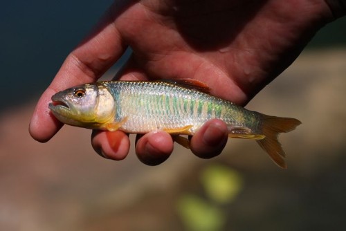 深山水庫釣到馬口魚,色澤豔麗花紋漂亮,你釣到過嗎?