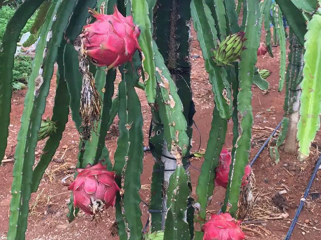 红心火龙果,为啥农家果园都喜欢种这个?原因在这里