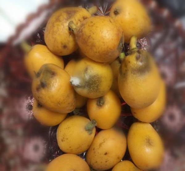 孩子不买枇杷,捡地上的烂枇杷吃:妈妈说要省钱,烂一点也能吃