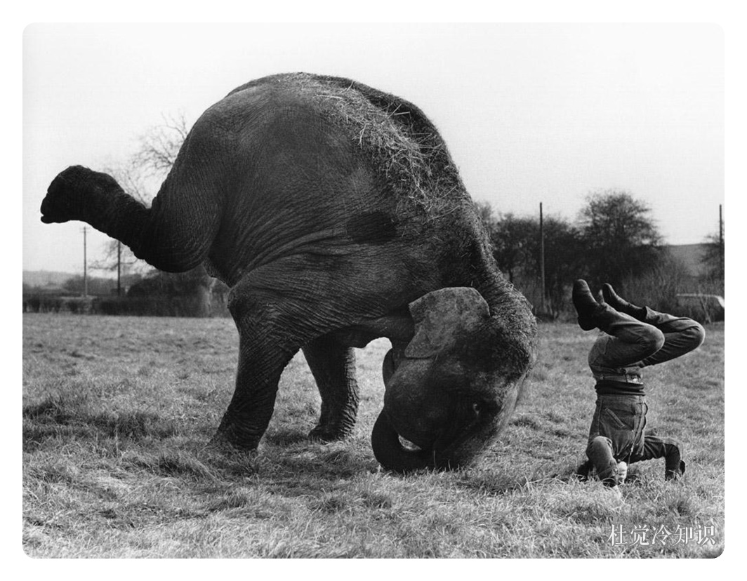 4,大象的鼻子非常强大,它们甚至可以做到用鼻子来进行倒立,并且每一只