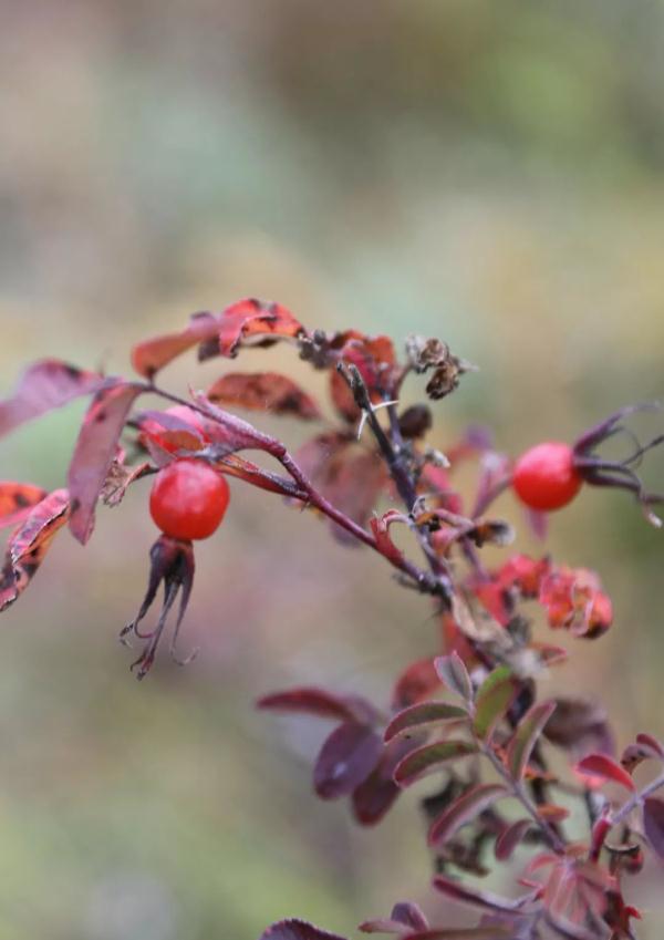 寒露:赏菊,赏叶,赏秋香