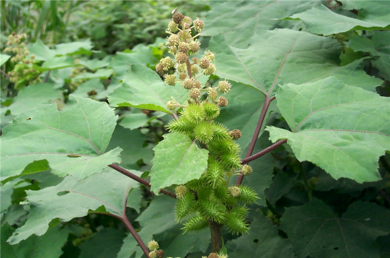 这种爱粘人衣服的"痴头婆",看到"它"都绕道走,却不知其效果