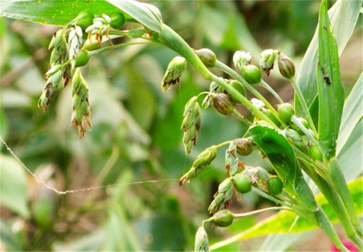 薏米在哪里种植 - 2020年最新商品信息聚合专区 - 爱