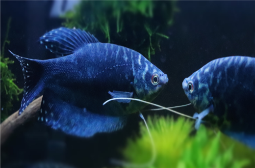 蓝曼龙鱼价格是多少?蓝曼龙鱼应该如何挑选?