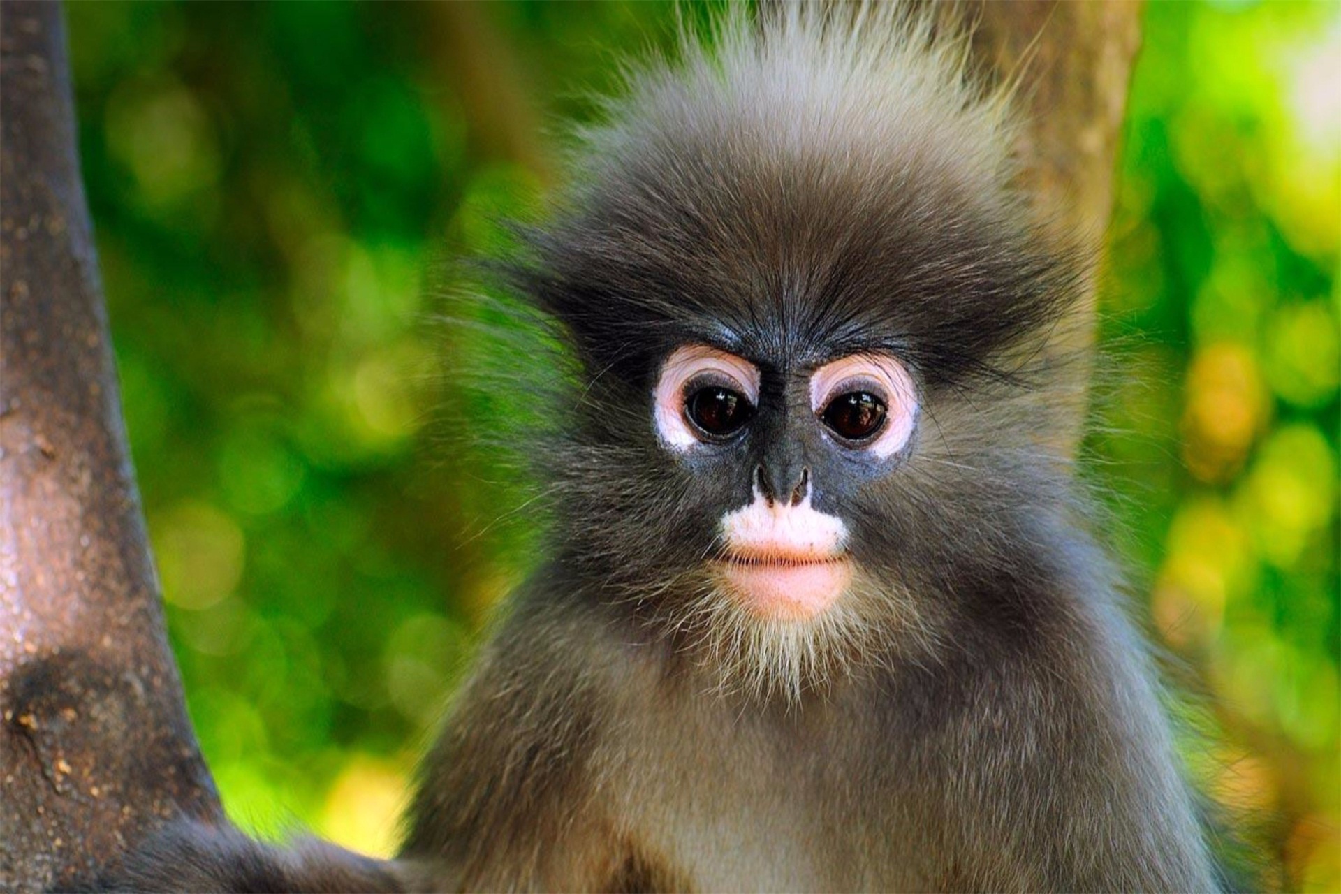 性格温顺的灵长类动物郁乌叶猴,有着可爱的外表,很是招人喜欢