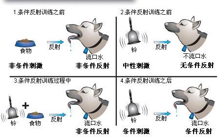 虐狗虐出诺贝尔奖——作为心理学家的巴甫洛夫和他的条件反射学说