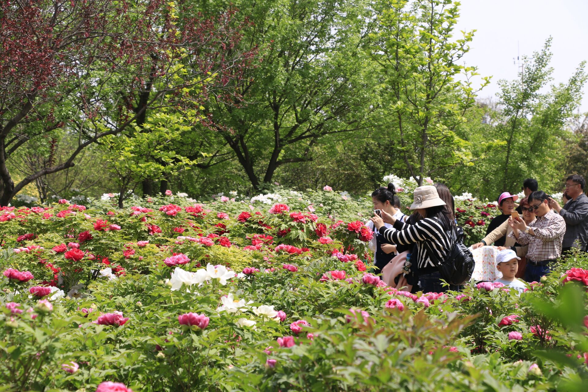 洛阳牡丹花会免费公园图片