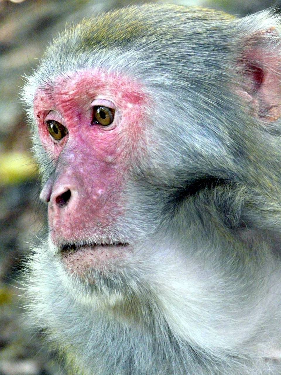 更搞笑的是,那只猴子居然也吐