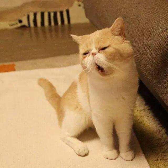 家里养了一只"睡不醒"的猫是什么样子?网友:"周一早上的我"