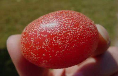 农村这种野果,俗称"剪子果",农村小孩当樱桃吃,如今20一斤