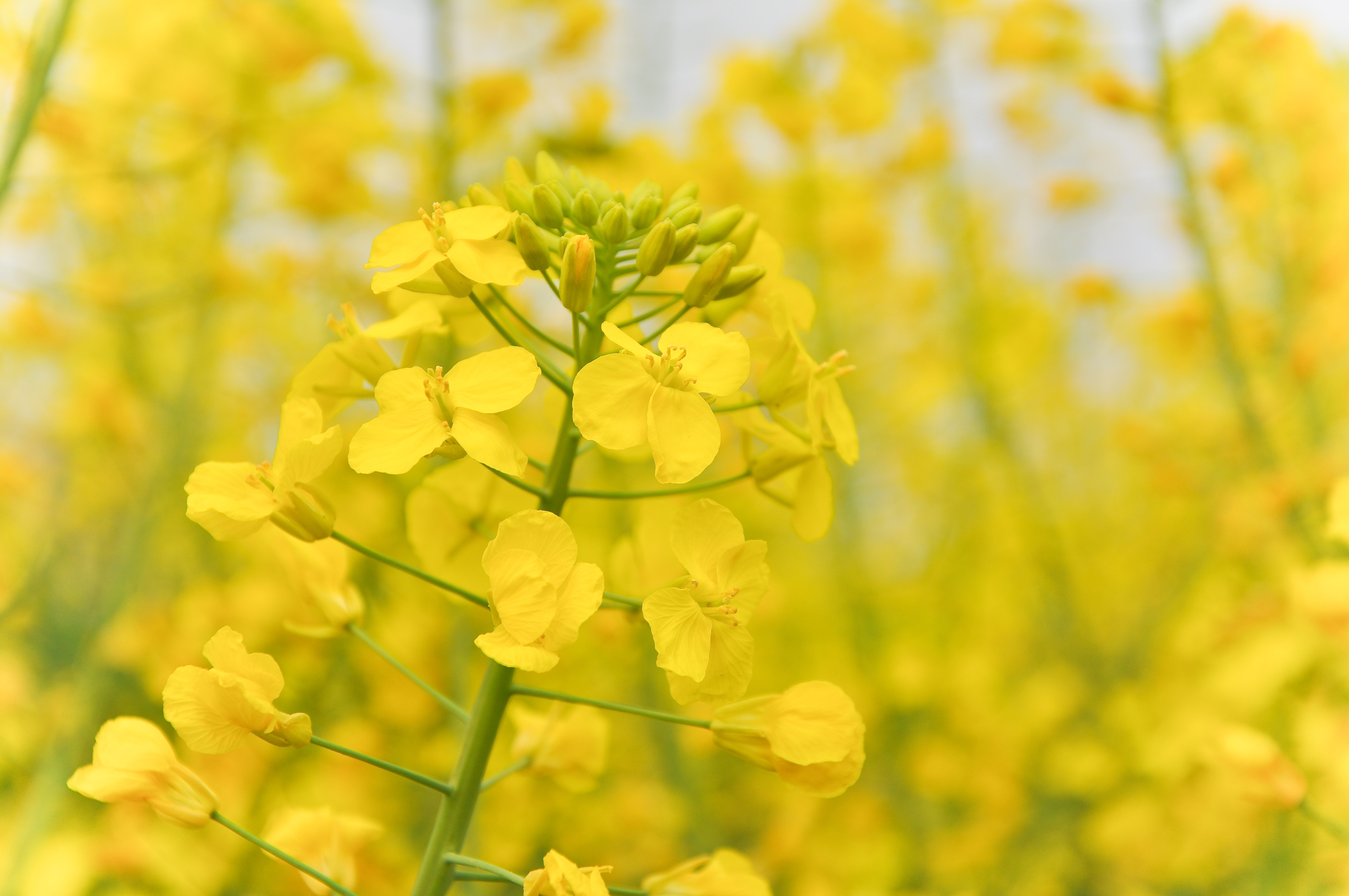 怎样种植油菜 - 2020年最新商品信息聚合专区 - 百度爱采购