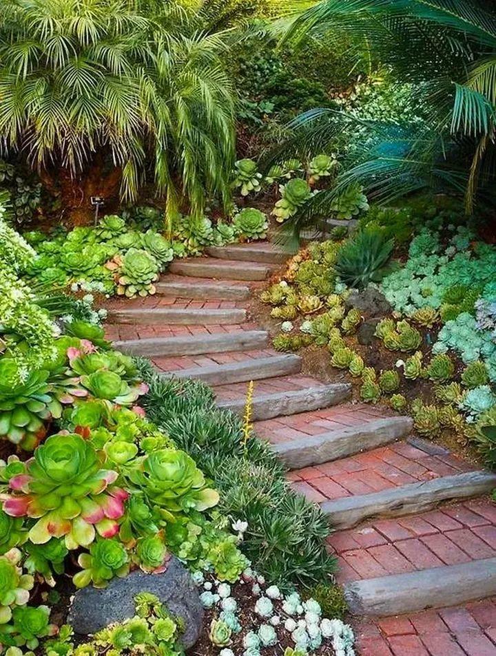 塞满多肉的院子,连屋顶,墙上都不放过,真壕!