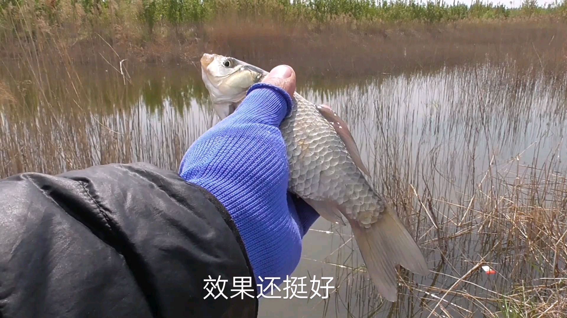 野钓鲫鱼防止麦穗闹窝,我的方法你用过吗?