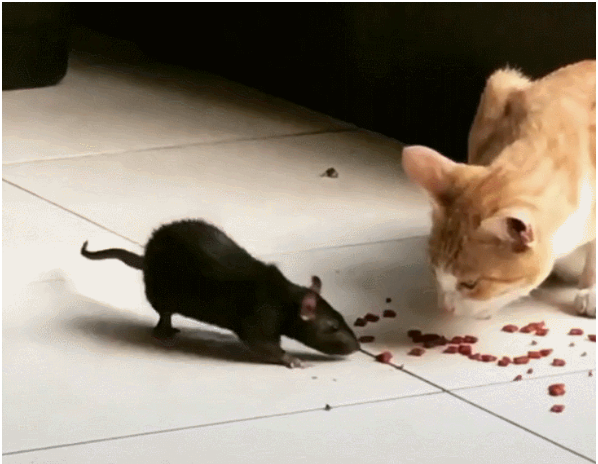 猫咪静静的看着抢食的老鼠:小老弟多吃点,待会可要喂饱我