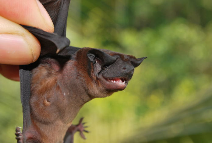 发现:两个新的狗面蝙蝠的种类