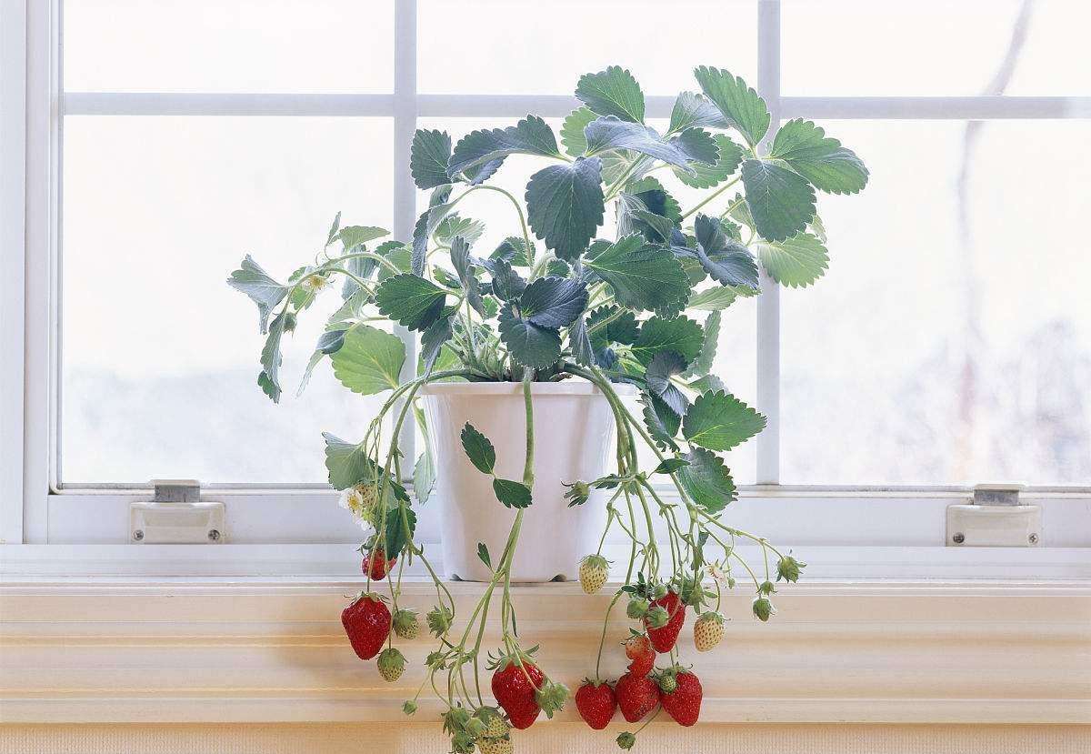 草莓的盆栽方法