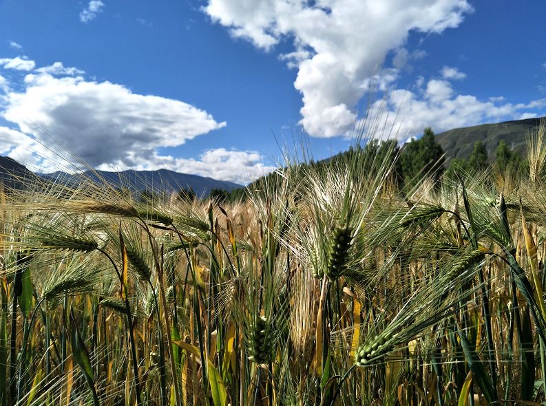 乃东丰收季丨青稞,小麦,苜蓿草的秋天