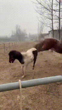 204_360gif 动态图 动图