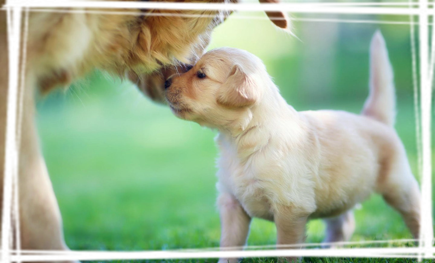 可爱的生物图片桌面壁纸