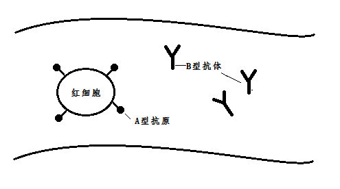 血型为啥不用abcd表示?输血为什么要配型?