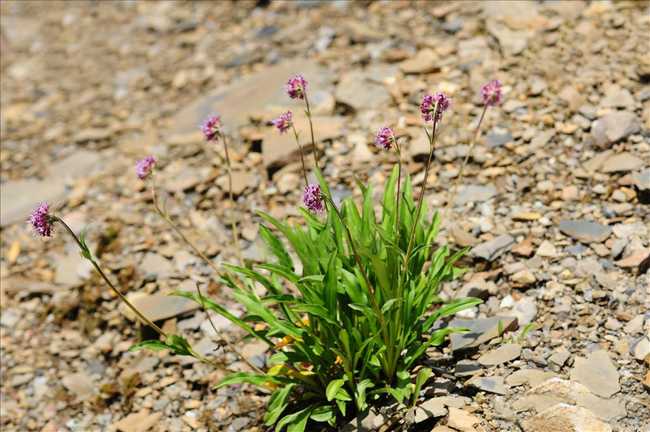 想知道火锅香料长在山上的样子不?