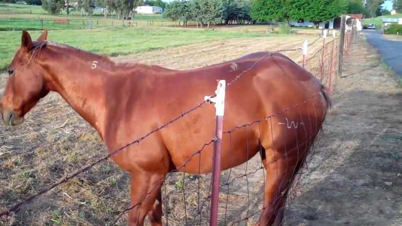 一匹母马被电上瘾了，天天用马屁股蹭电网，镜头记录搞笑过程！