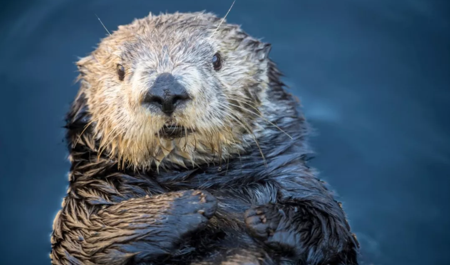 海獭:会托腮捂眼"卖萌",非常可爱的动物小宝贝,惊喜源源不断