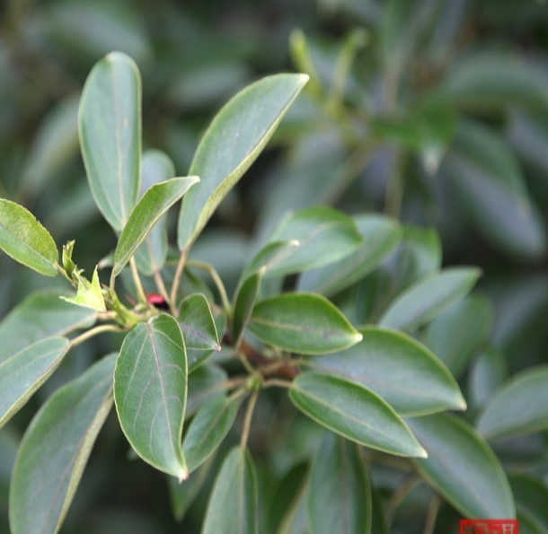 科普一下,了解香杨的请举手