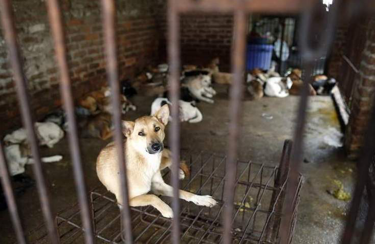 这里是全球最大的狗肉市场,一天100条狗,每年吃掉20万条狗以上