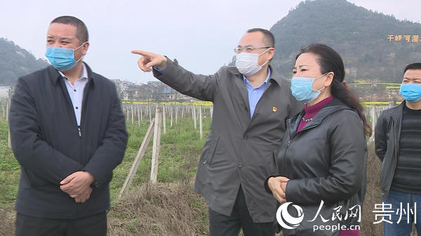 西秀区委书记郭伟谊调研农业产业结构调整工作